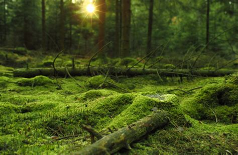 mossyo|MOSSY .